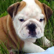 Adorable Male And Female English Bulldog Puppies Ready For A New Home