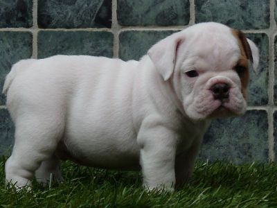 english bulldog puppies for free. charming english bulldog