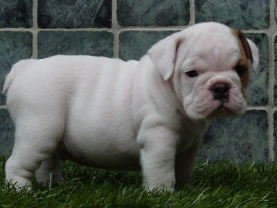 Bulldogs For Sale. +bulldog+puppies+for+sale