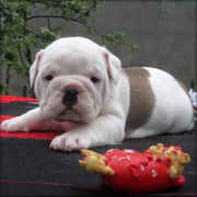 English Bull dog Puppies for sale