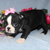 Boston Puppies for sale