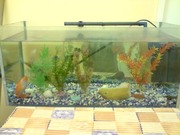 Large aquarium for sale complete with 3 beautiful fish.