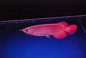 Best Quality Arowana Fishes For Supply.