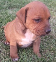 Staffy Pure Bred English Staffy