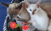 Siamese Kittens For Sale