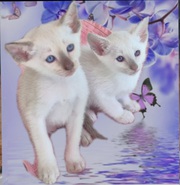 Siamese Kittens For Sale