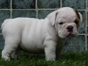 English bulldog puppies for adoption 13 weeks old